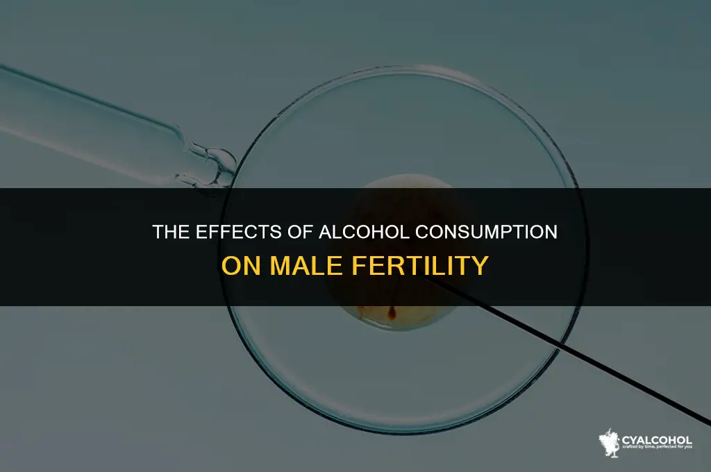does alcohol impact sperm quality