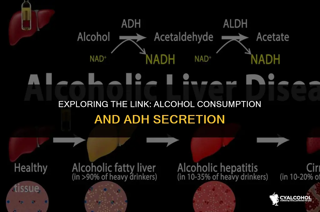 does alcohol increase adh secretion