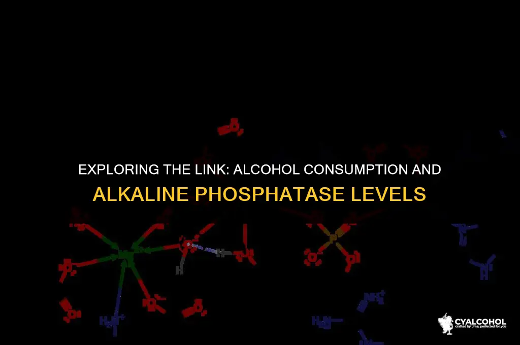 does alcohol increase alkaline phosphatase