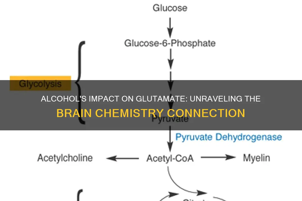 does alcohol increase glutamate