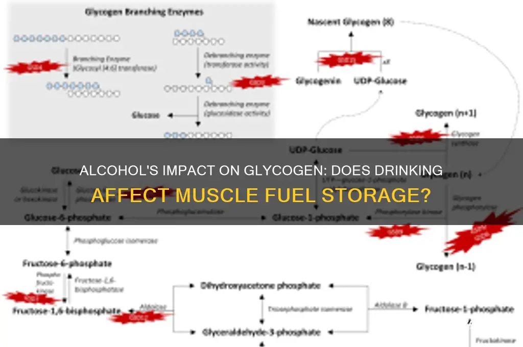 does alcohol increase glycogen