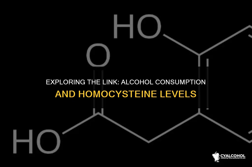 does alcohol increase homocysteine levels