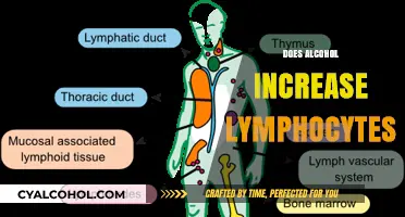 Alcohol's Impact on Lymphocytes: Exploring the Immune System Connection