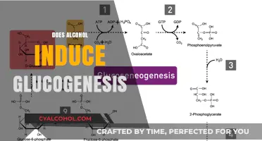 Alcohol and Glucogenesis: Unraveling the Metabolic Impact of Drinking
