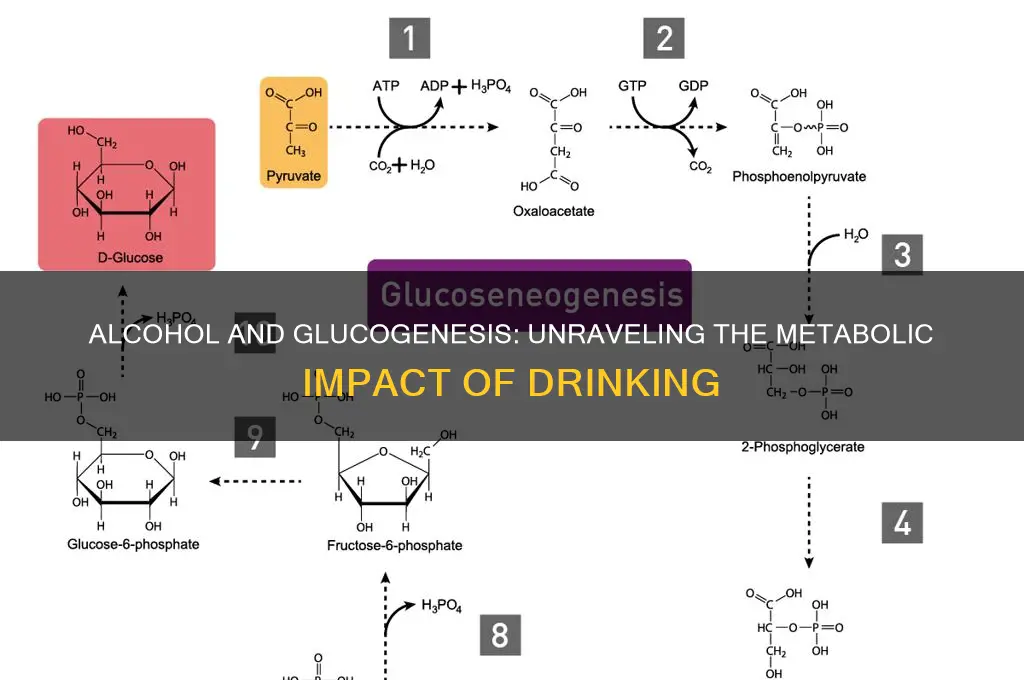 does alcohol induce glucogenesis