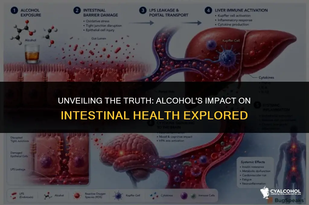 does alcohol inflame the intestines