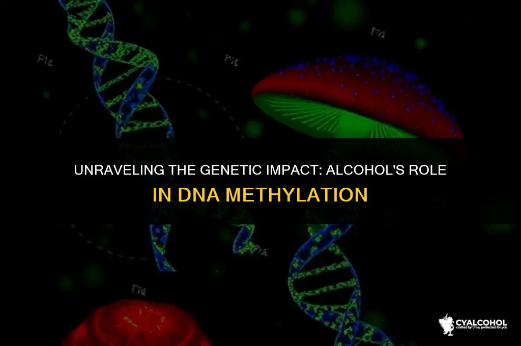 does alcohol influence dna methylation