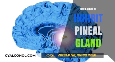 Exploring the Effects of Alcohol on Pineal Gland Function