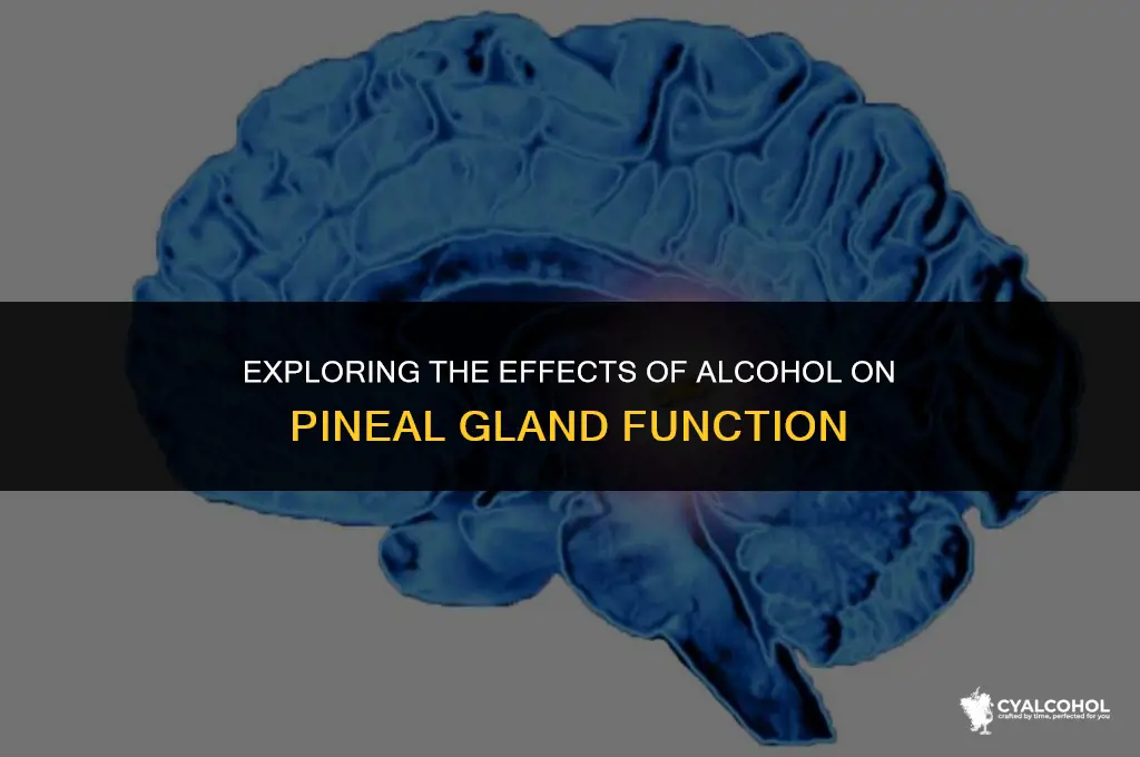 does alcohol inhibit pineal gland