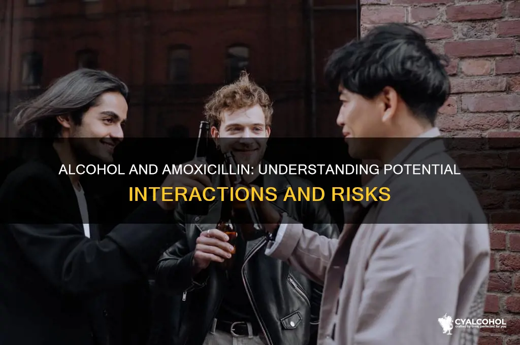does alcohol interfere with amoxicillin