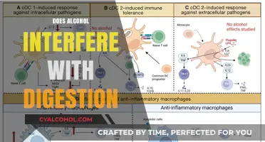 Unraveling the Effects: Alcohol's Impact on Digestive Health Explored