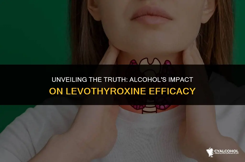 does alcohol interfere with levothyroxin