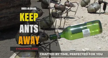 Exploring the Myth: Does Alcohol Really Repel Ants?