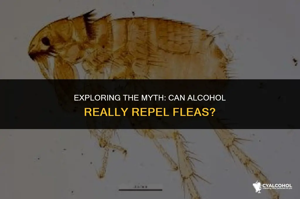 does alcohol keep fleas away