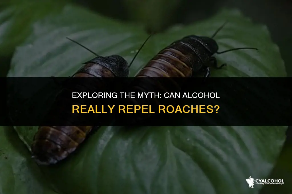 does alcohol keep roaches away