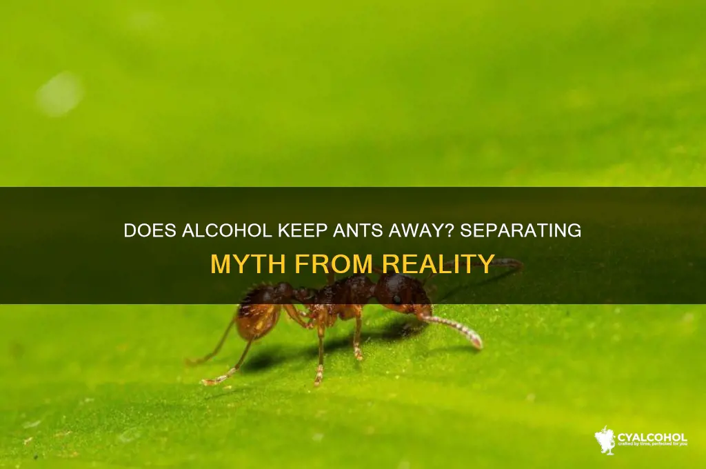 does alcohol keepant