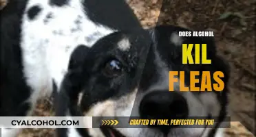 Can Alcohol Kill Fleas? Facts, Safety, and Effective Alternatives