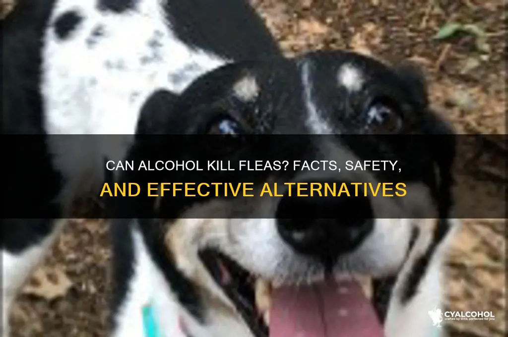 does alcohol kil fleas