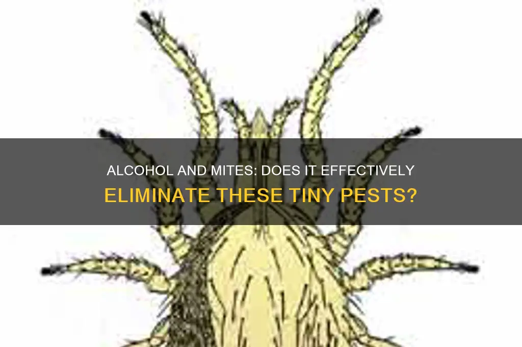 does alcohol killmites