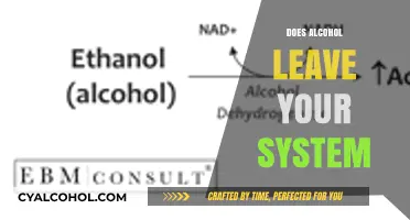 Understanding Alcohol Metabolism: How Long Does It Stay in Your System?