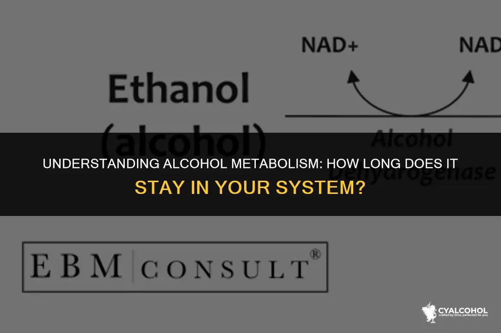 does alcohol leave your system