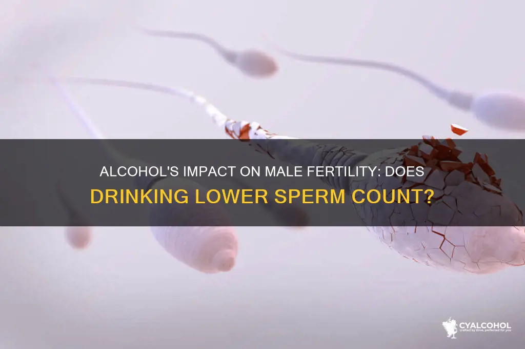 does alcohol lower male sperm count