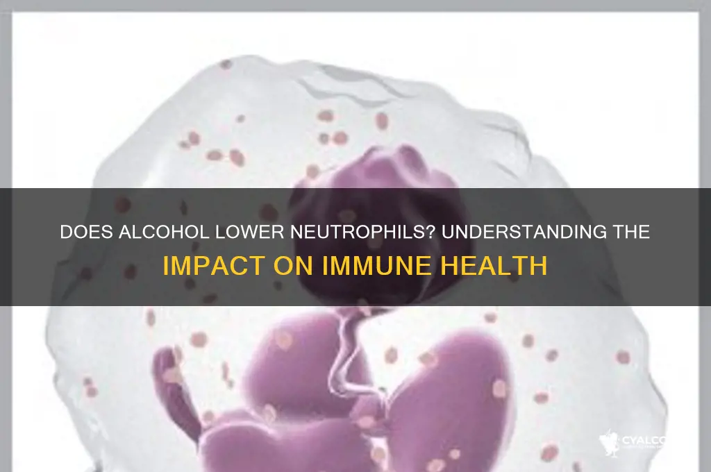 does alcohol lower neutrophils