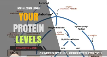 Alcohol's Impact: Does Drinking Lower Your Protein Levels?