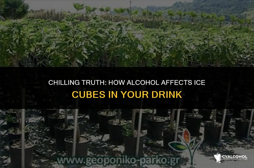 does alcohol melt ice cubes