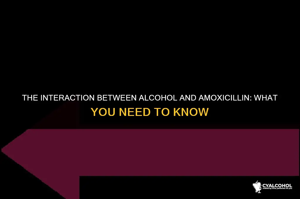 does alcohol mess with amoxicillin