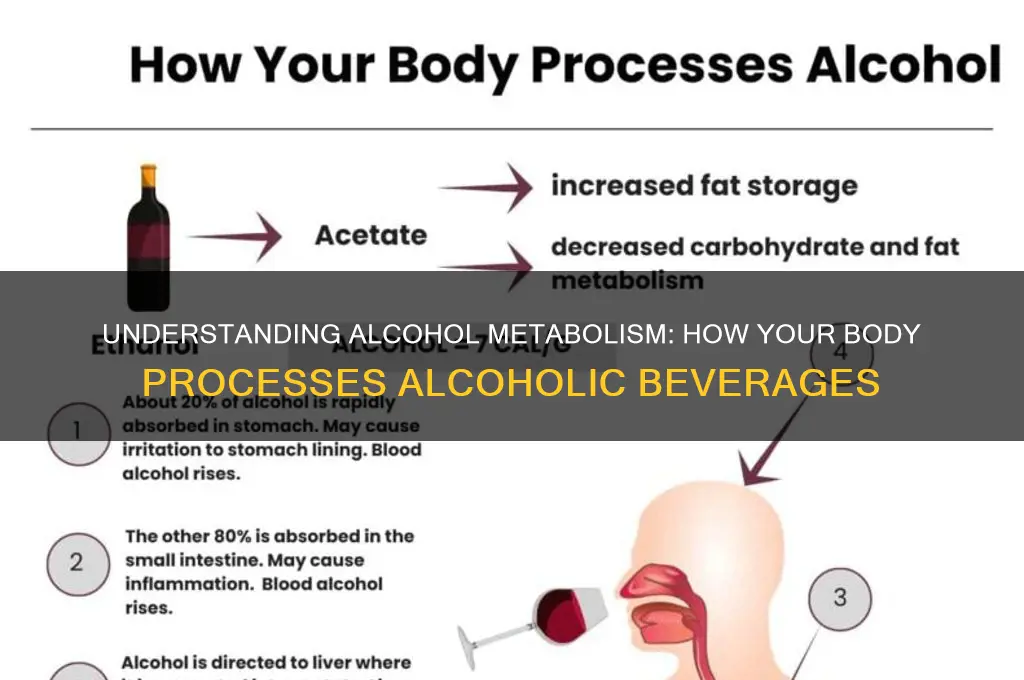 does alcohol metabol