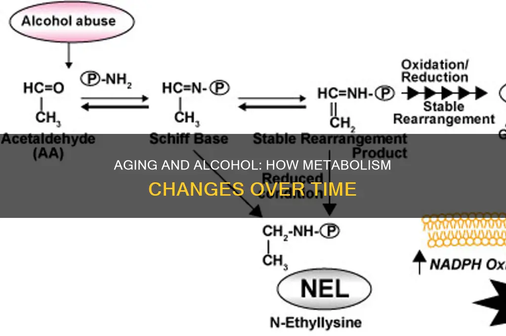 does alcohol metabolism change with age