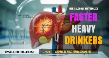 Does Alcohol Metabolize Faster in Heavy Drinkers? Exploring the Science