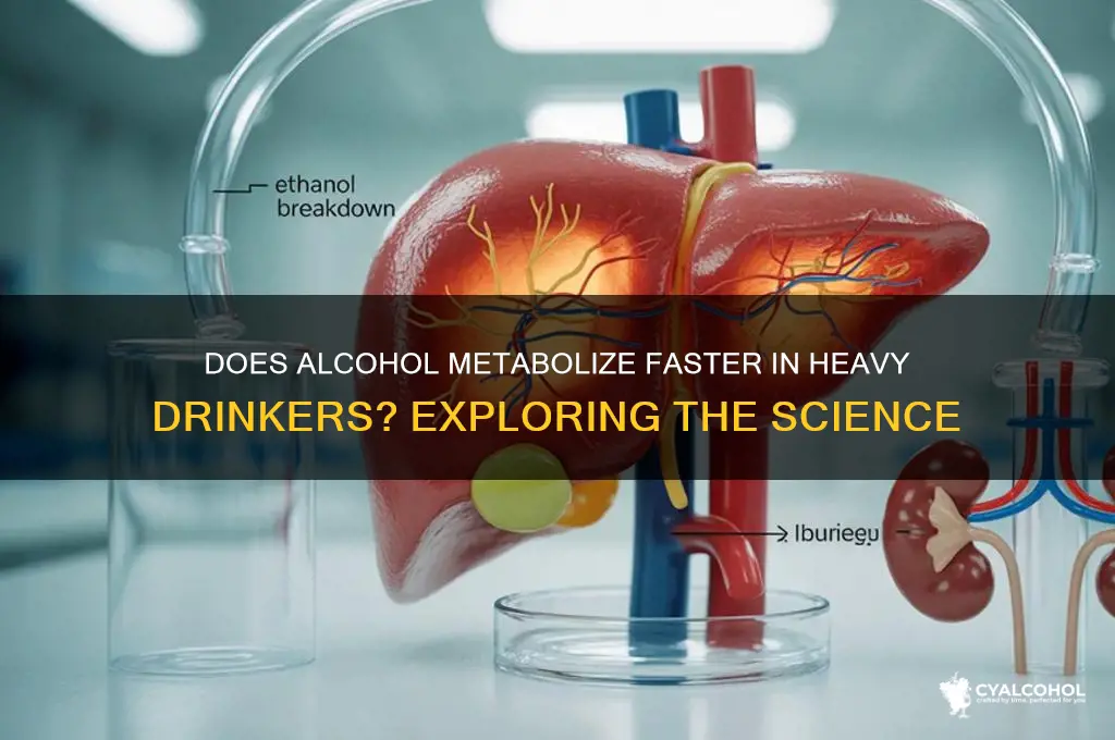 does alcohol metabolize faster heavy drinkers