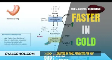 Cold Weather and Alcohol Metabolism: Does Temperature Speed Up Breakdown?