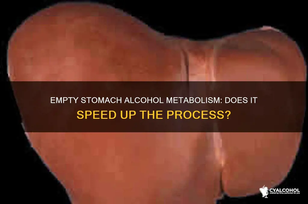 does alcohol metabolize faster on an empty stomach