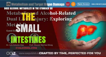 Alcohol Metabolism: Where Does it Occur in the Body?