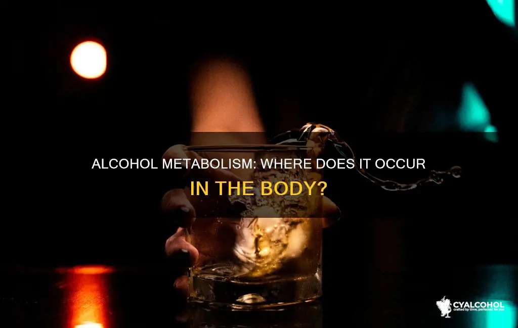 does alcohol metabolize in the stomach or the small intestines