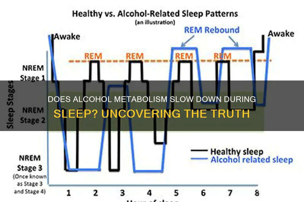 does alcohol metabolize slower while sleeping
