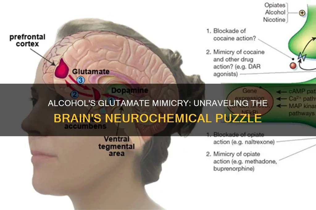 does alcohol mimic glutamate