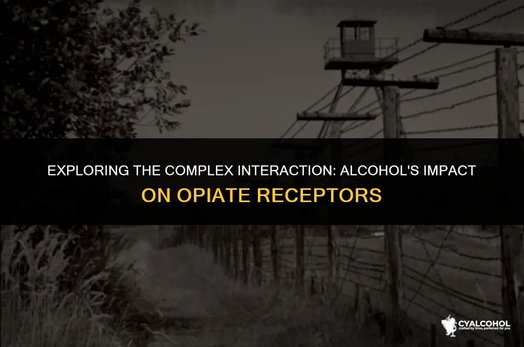 does alcohol modulate opiate receptors