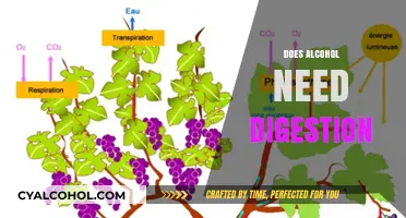 Does Alcohol Require Digestion? Unraveling the Absorption Process