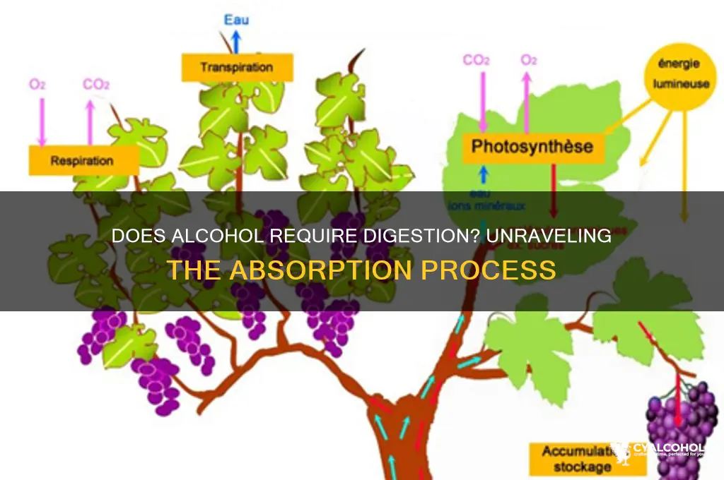 does alcohol need digestion