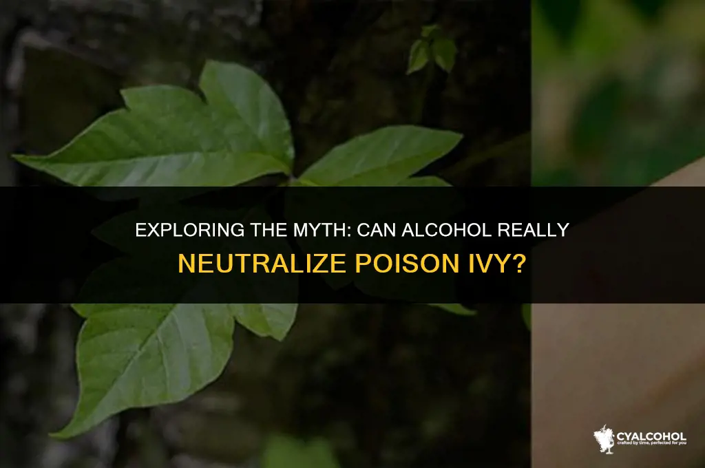 does alcohol neutralize poison ivy