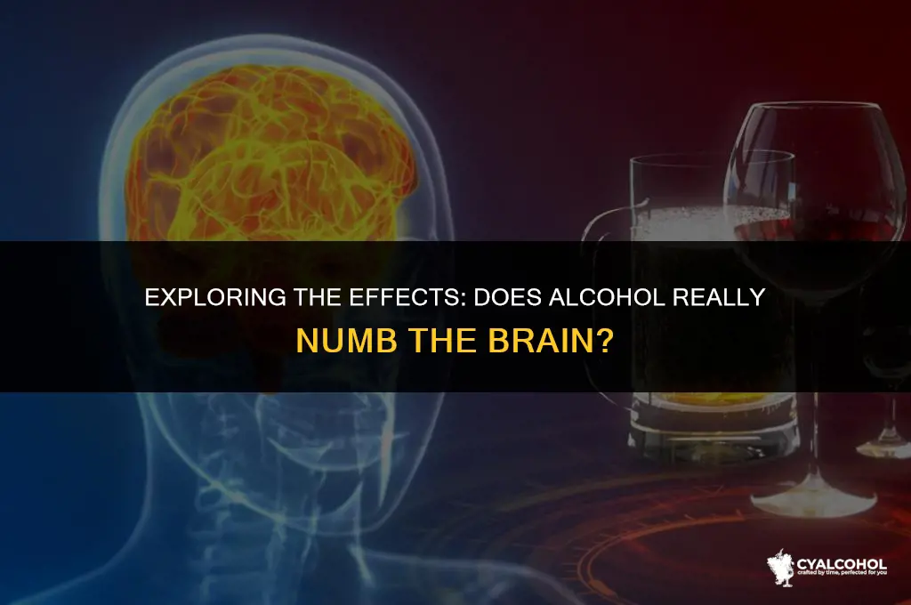 does alcohol numb the brain