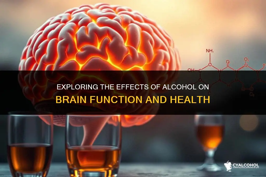 does alcohol open the brain