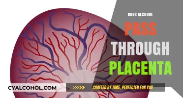 Understanding Alcohol's Impact: Does It Cross the Placental Barrier?