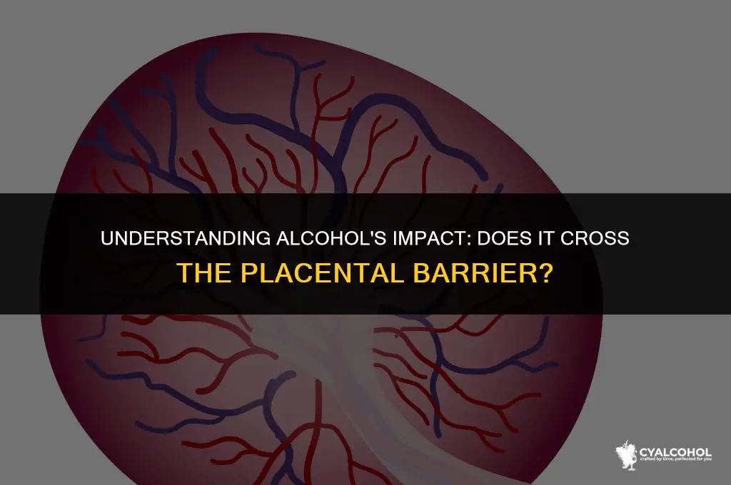 does alcohol pass through placenta
