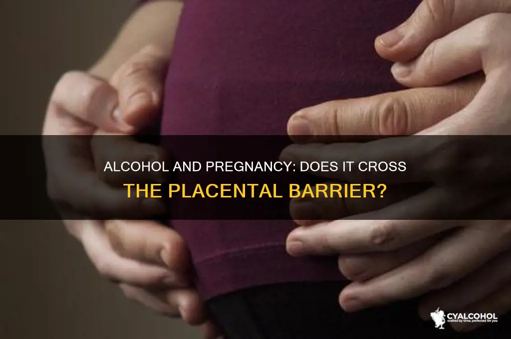 does alcohol pass through the placenta