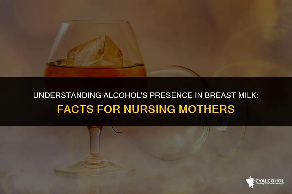 does alcohol pass to breastmilk